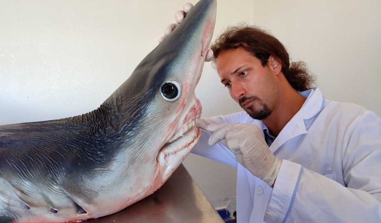 Andrej Gajić: Bh. ihtiolog svjetskog glasa